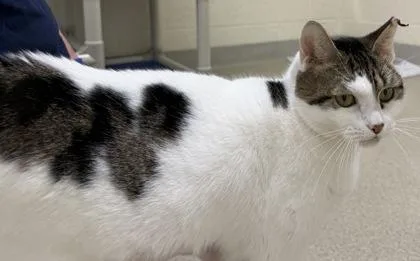 An adult medium-sized female Domestic Short Hair cat named Coachella for adoption in Vero Beach, FL