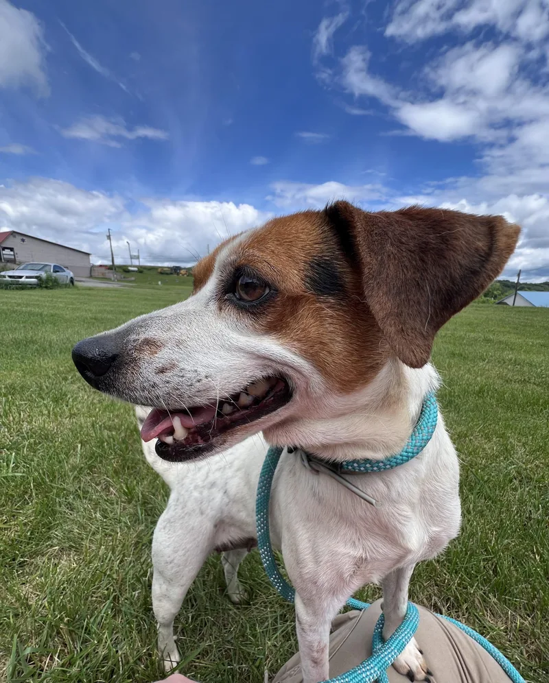 A senior small-sized female Tricolor (Brown, Black, & White) Beagle dog named Goose for adoption in Sparta, NC