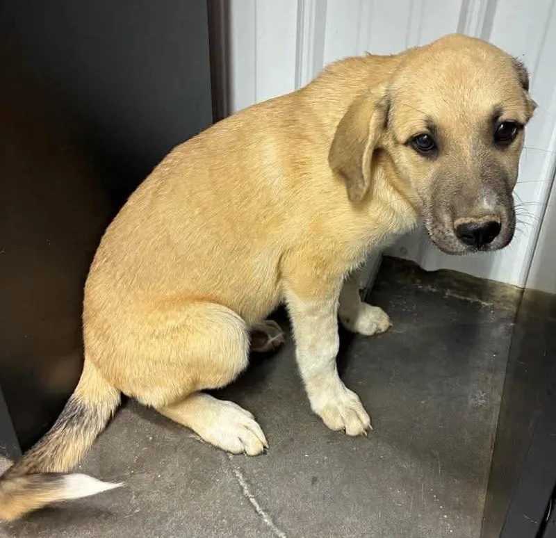 A young medium-sized male German Shepherd Dog dog named Sawyer for adoption in Munfordville, KY