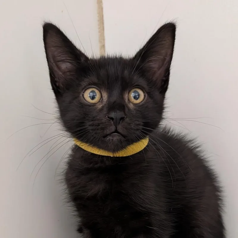 A baby small-sized female Black Domestic Short Hair cat named Stormi for adoption in Long Beach, CA