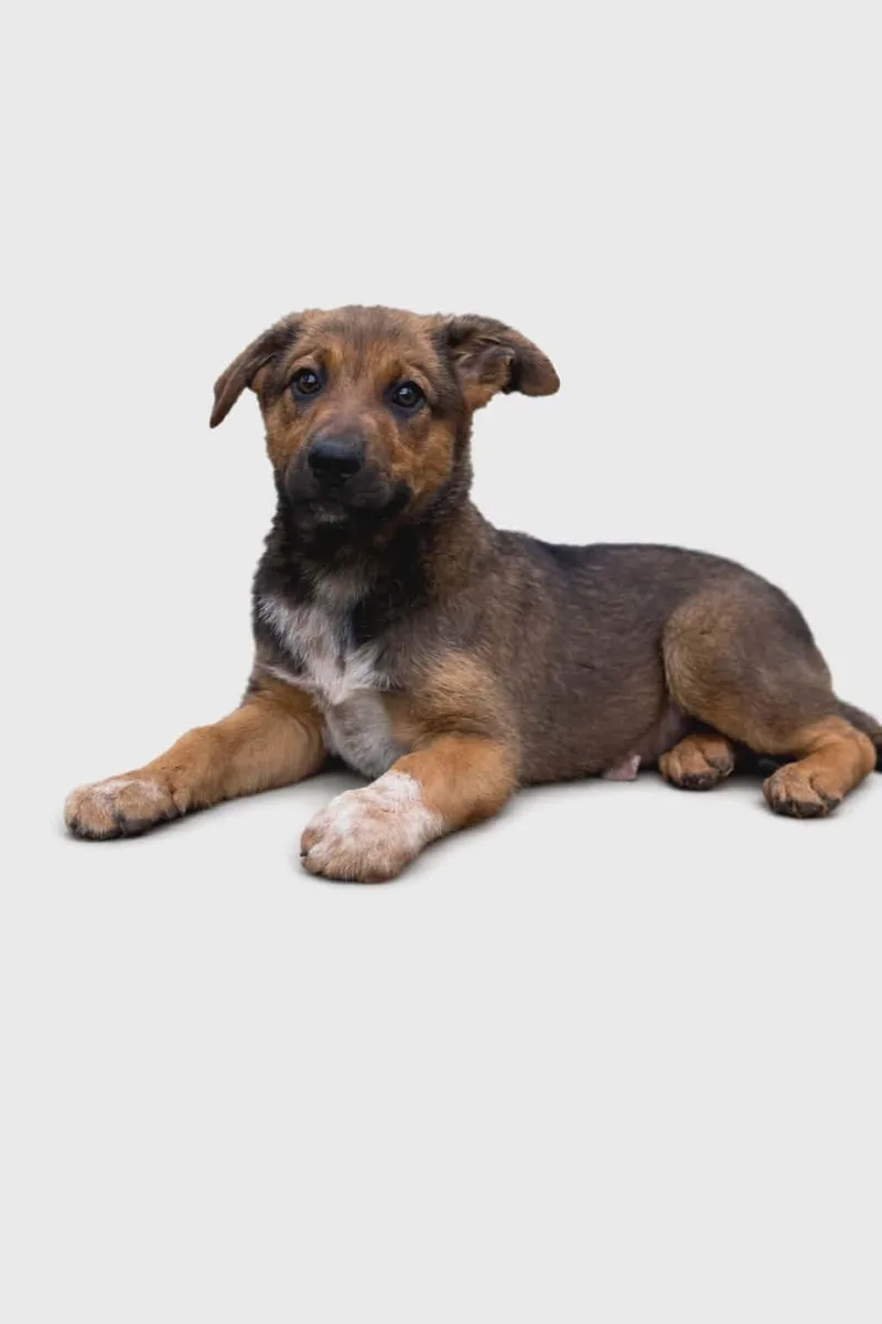 A baby medium-sized female Terrier dog named Honey for adoption in Newport, NH