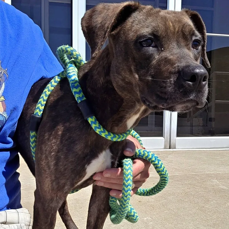 An adult medium-sized female Brindle Mixed Breed dog named Zora for adoption in Youngstown, OH