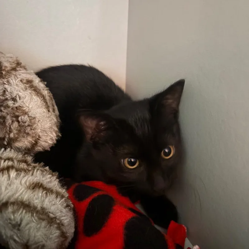 A baby small-sized male Domestic Short Hair cat named Licorice for adoption in Sarasota, FL