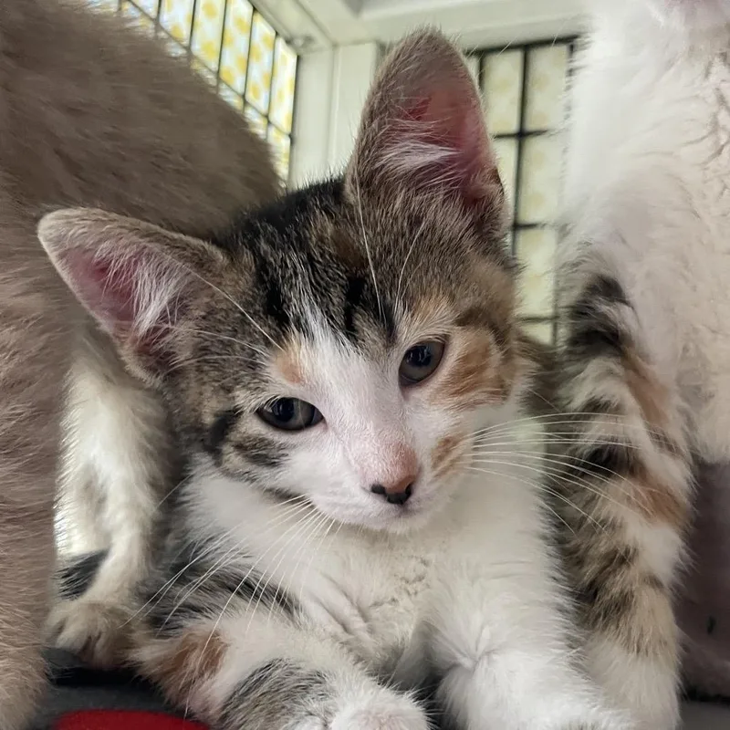 A baby small-sized female Torbie Domestic Short Hair cat named Victor Glover for adoption in Chicago, IL