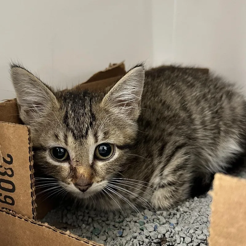 A baby small-sized female Domestic Short Hair cat named Stratis for adoption in Evansville, IN