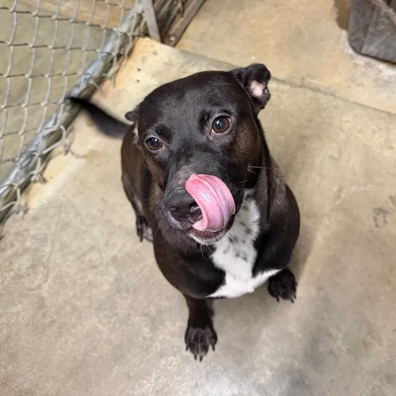 An adult medium-sized female Terrier dog named Heidi for adoption in Jefferson city, TN