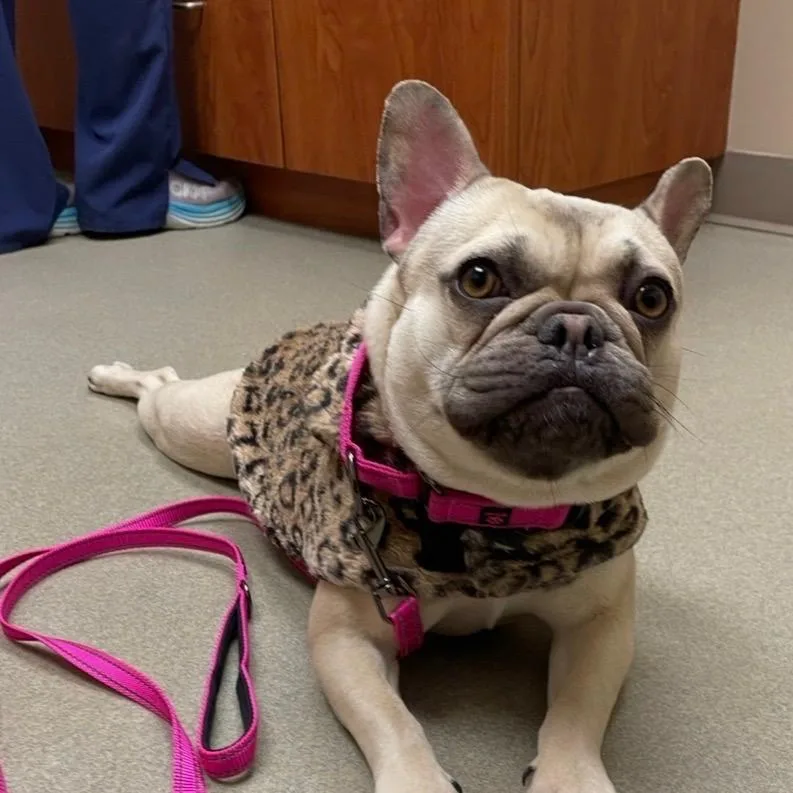 An adult small-sized female Yellow / Tan / Blond / Fawn English Bulldog dog named Blanche for adoption in Griffin, GA