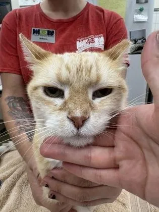 A senior small-sized male Domestic Short Hair cat named Red for adoption in Palm Coast, FL