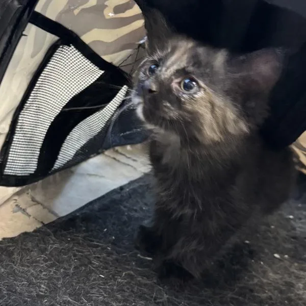 A baby small-sized female Domestic Short Hair cat named Cole for adoption in Des Moines, IA