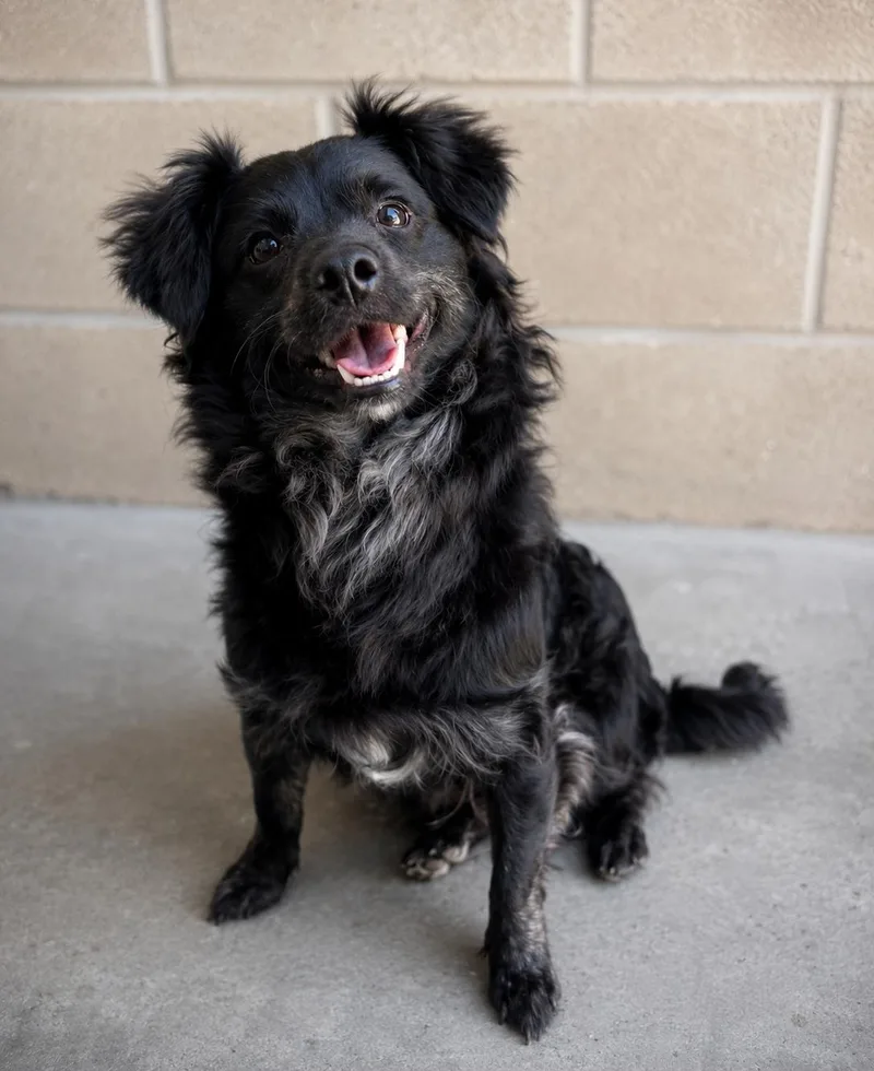 A young small-sized male Black Schipperke dog named Gizmo for adoption in Lathrop, CA