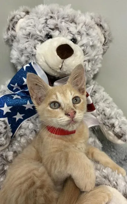 A baby medium-sized male Domestic Short Hair cat named Peanut for adoption in Picayune, MS