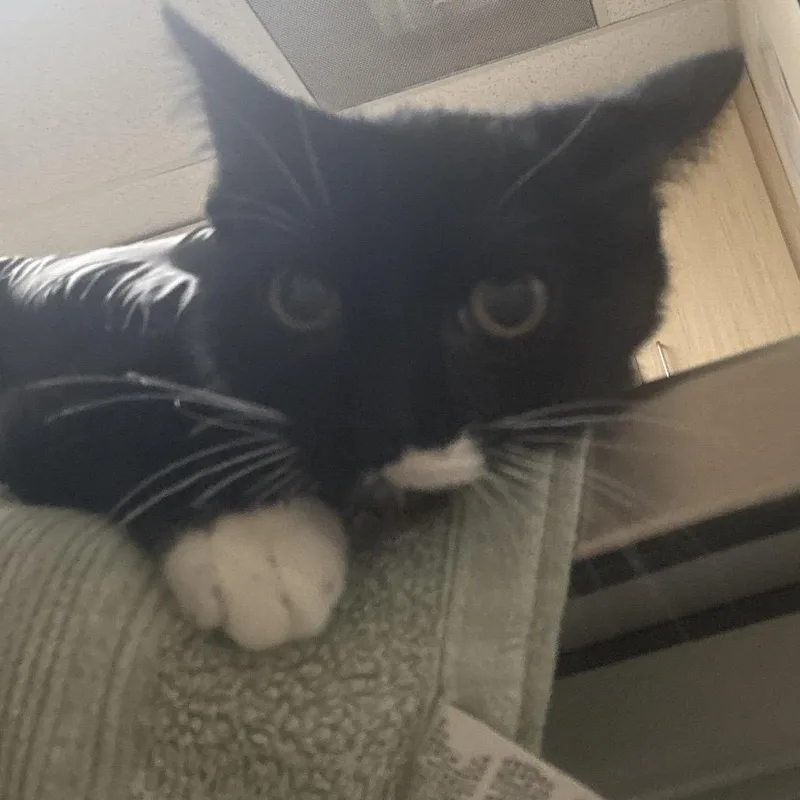 A baby small-sized female Black Domestic Short Hair cat named Nikki for adoption in Lakeland, FL