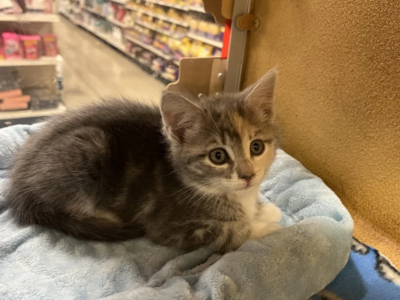 A young medium-sized female Dilute Calico Domestic Short Hair cat named Julia for adoption in Williamsburg, VA