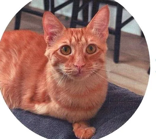 A baby medium-sized male Tabby (Orange / Red) Domestic Short Hair cat named Alfred for adoption in Anoka, MN