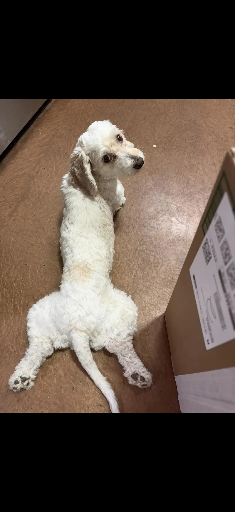 A young medium-sized female White / Cream Poodle dog named Giselle "Zellee" for adoption in Pantego, TX