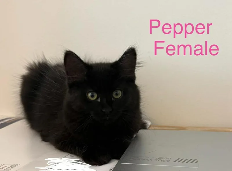 A baby small-sized female Domestic Medium Hair cat named Pepper G for adoption in Darien, GA
