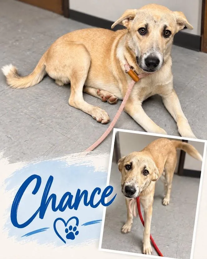 A young large-sized male Great Pyrenees dog named Chance for adoption in Zimmerman, MN