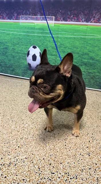 A young small-sized male French Bulldog dog named Bruski for adoption in Miami, FL