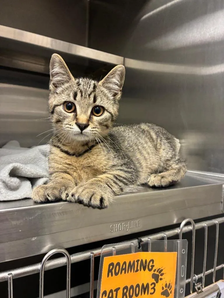 A baby medium-sized male Domestic Short Hair cat named Sugar Ray for adoption in Sidney, OH