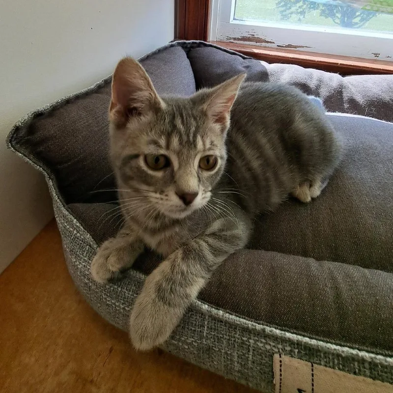 A baby small-sized female Gray / Blue / Silver Domestic Short Hair cat named Maggie Mae for adoption in Medina, OH