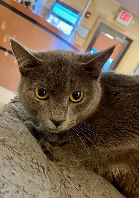 An adult small-sized female Domestic Short Hair cat named Laurie for adoption in South Lake Tahoe, CA