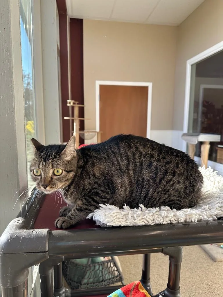 A young medium-sized female Domestic Short Hair cat named Beatrice for adoption in Newberg, OR