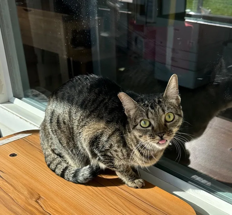 Beatrice thumbnail 2