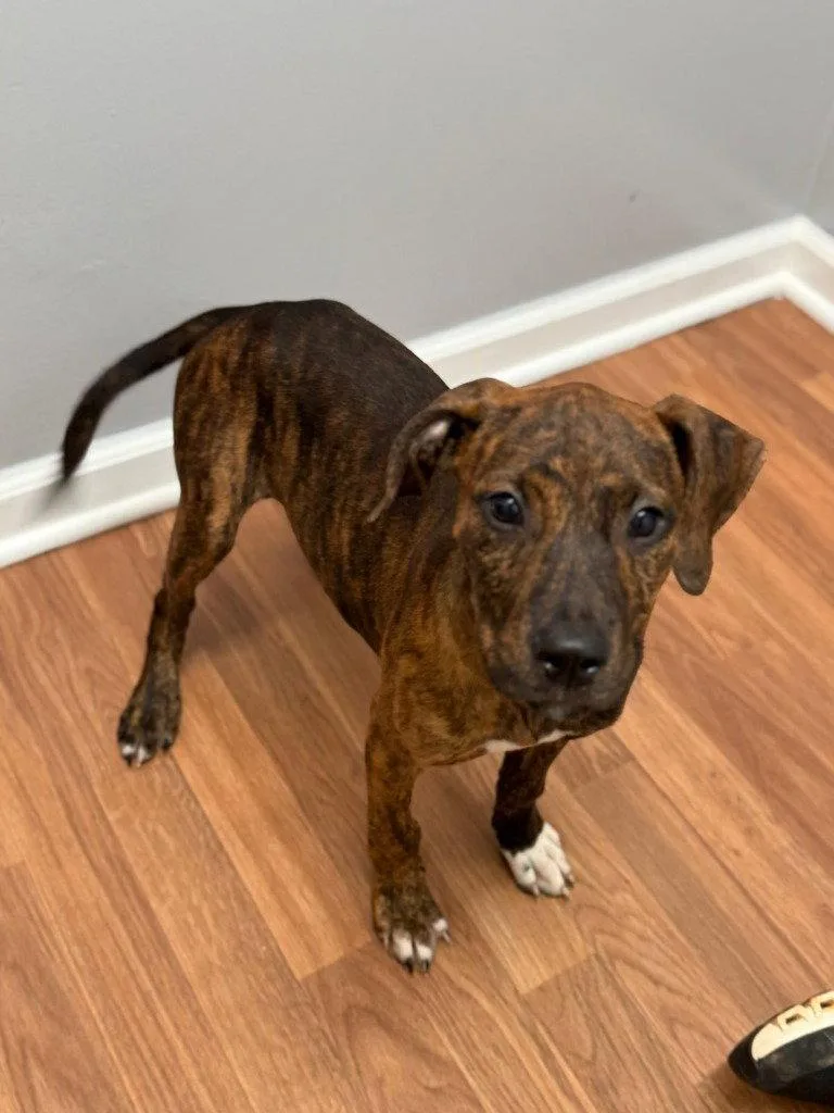 A baby small-sized female Terrier dog named Persephone for adoption in Lovingston, VA
