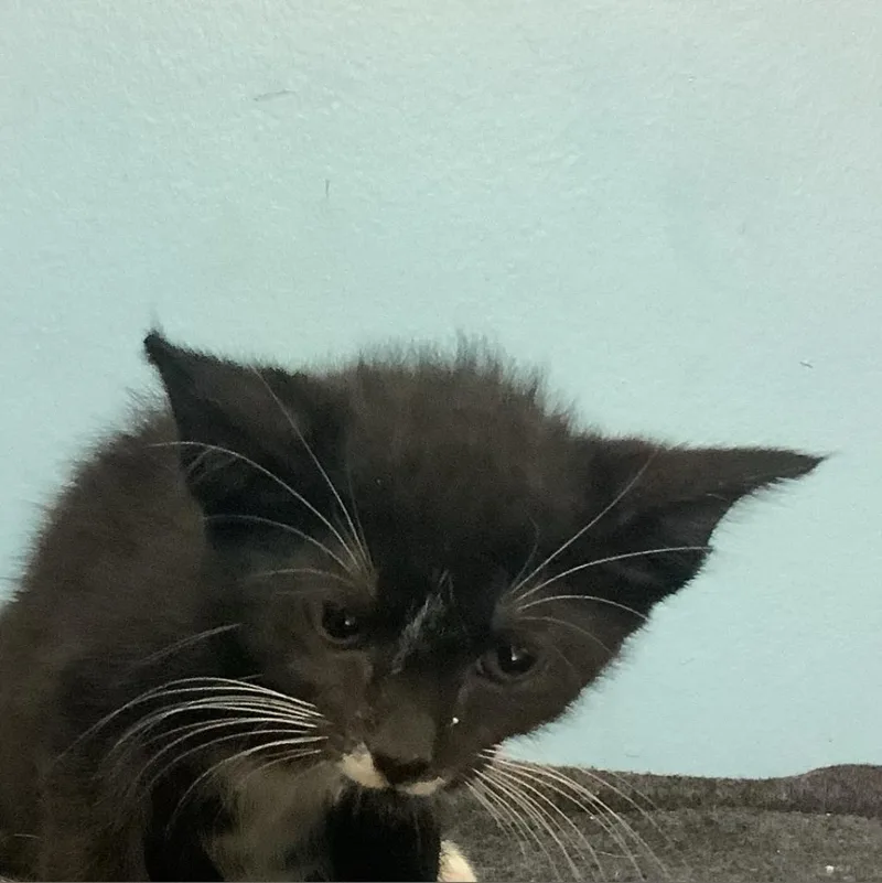 An adult large-sized male Black Domestic Short Hair cat named Bogie for adoption in Tampa, FL