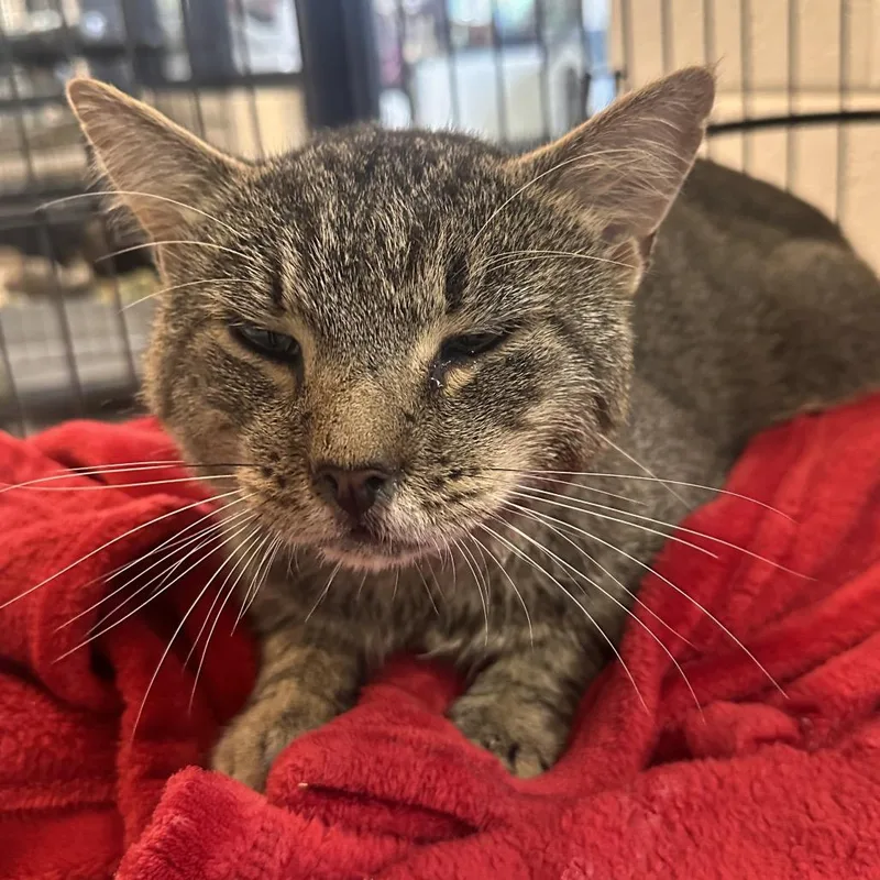 An adult medium-sized male Brown / Chocolate Domestic Short Hair cat named Nathan Fielder for adoption in Rocky Mount, VA