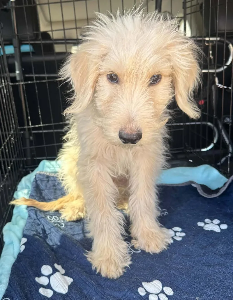 A baby medium-sized male Apricot / Beige Miniature Poodle dog named Skittles for adoption in Kiowa, OK