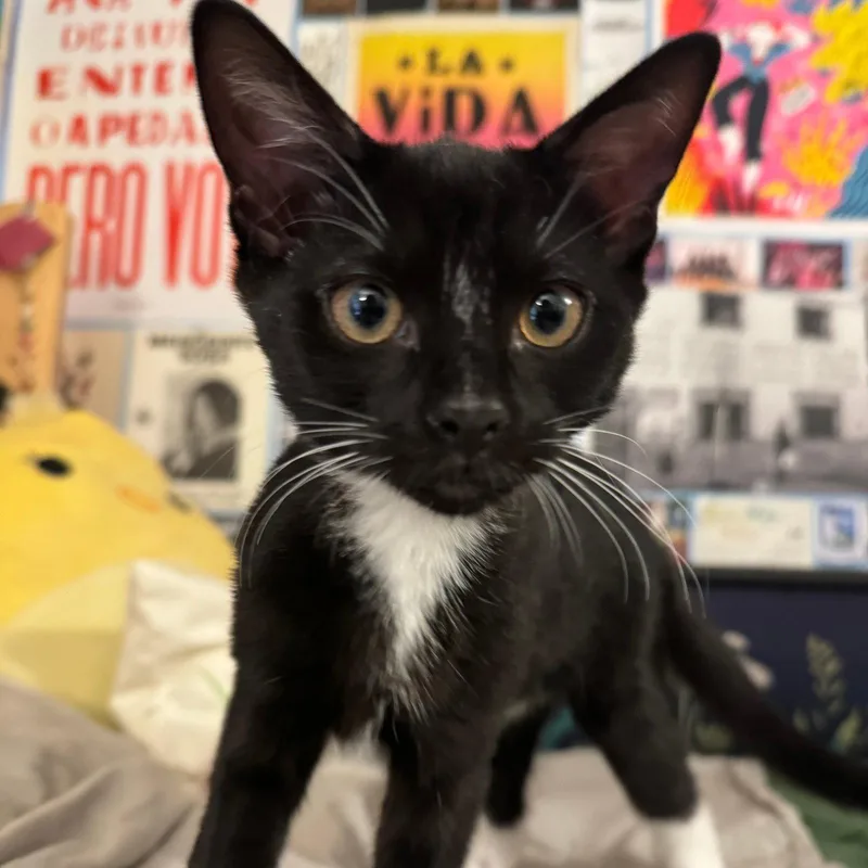 A young medium-sized female Domestic Short Hair cat named Estrella & Nube for adoption in Brooklyn, NY