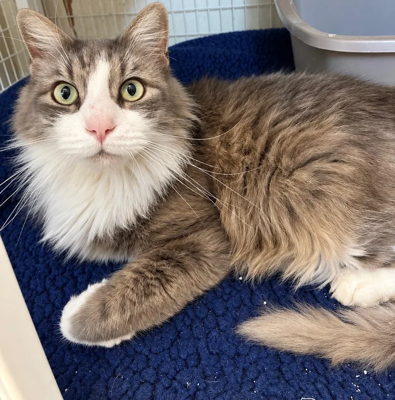 An adult medium-sized male Domestic Medium Hair cat named Meatball for adoption in Lodi, CA