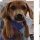 A baby small-sized female Red / Chestnut / Orange Hound dog named Angel for adoption in Clearwater, FL