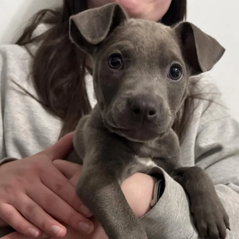 A baby medium-sized male Gray / Blue / Silver Pit Bull Terrier dog named Ny Fire Avail May for adoption in Eastford, CT