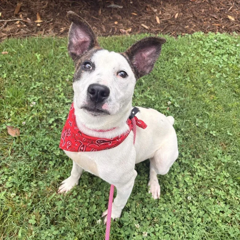 A young medium-sized male White / Cream Jack Russell Terrier dog named Cayos for adoption in Greenville, SC