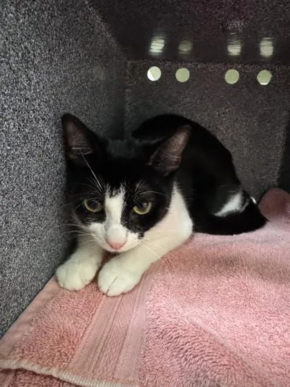 An adult small-sized female Domestic Short Hair cat named Ladle for adoption in Honolulu, HI