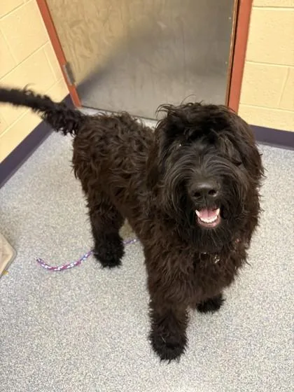 Schnoodle