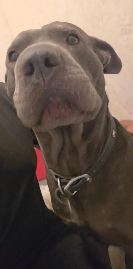A young medium-sized male Pit Bull Terrier dog named Bruno for adoption in Pahrump, NV