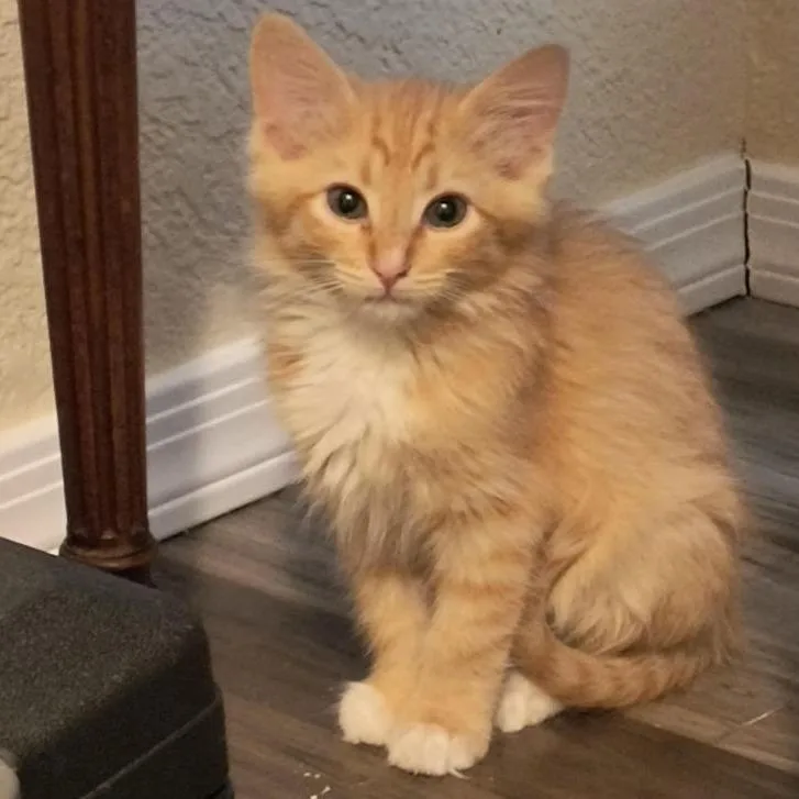 Caesar