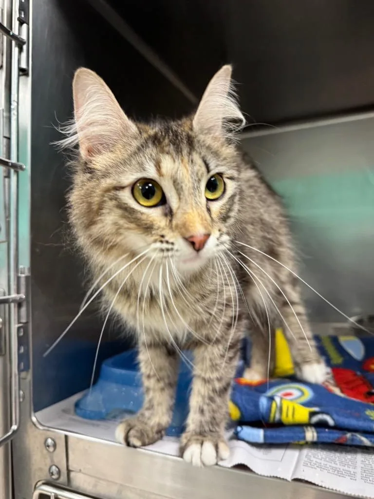An adult medium-sized female Siamese cat named Daffodil for adoption in Belton, TX