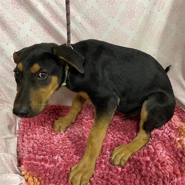 A young small-sized male Doberman Pinscher dog named Chief for adoption in Modesto, CA