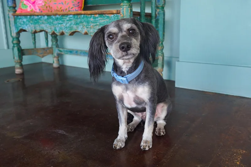 A young small-sized male Gray / Blue / Silver Shih Tzu dog named Packer for adoption in San Antonio, TX