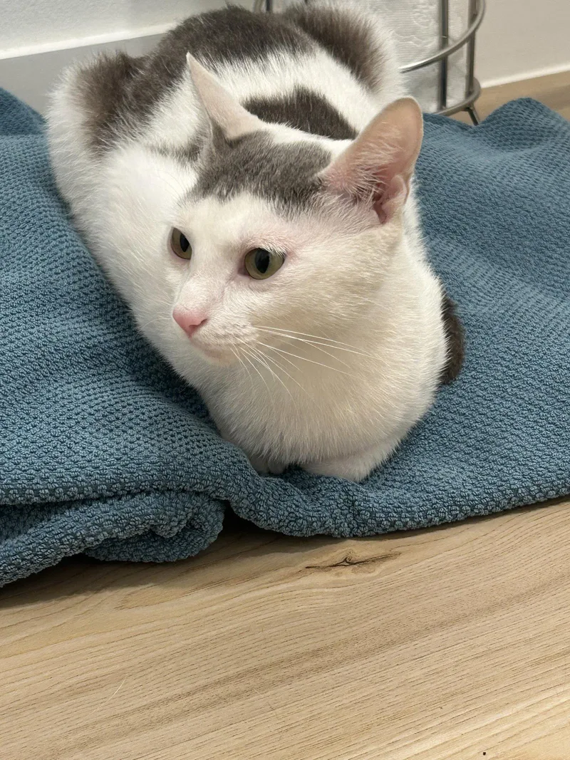 An adult medium-sized female Gray & White Domestic Short Hair cat named Lizzy .. for adoption in Apopka, FL