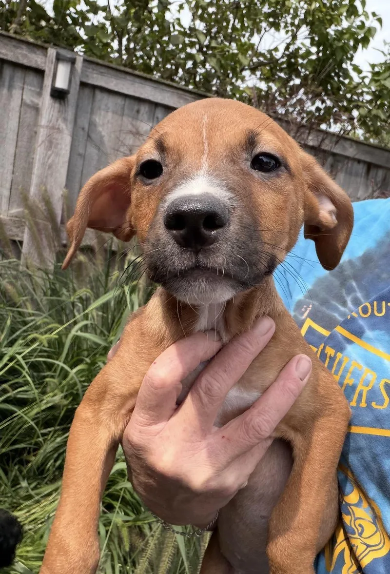 Bobby thumbnail 2