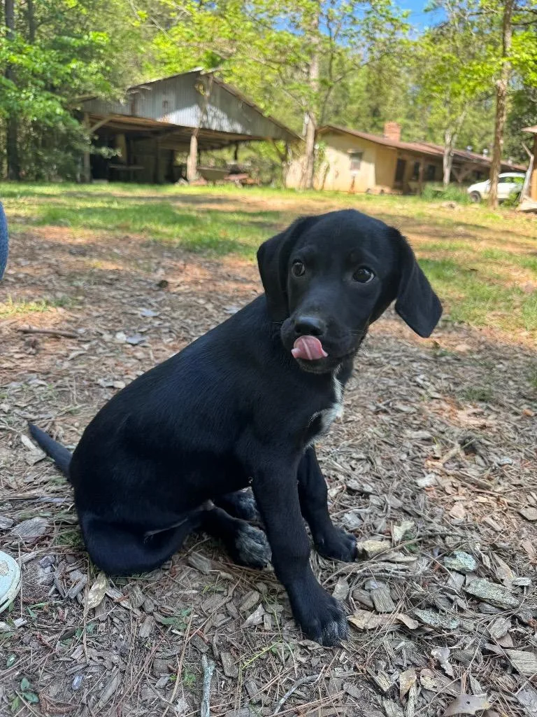 A baby medium-sized male Labrador Retriever dog named Mopie for adoption in Center, TX