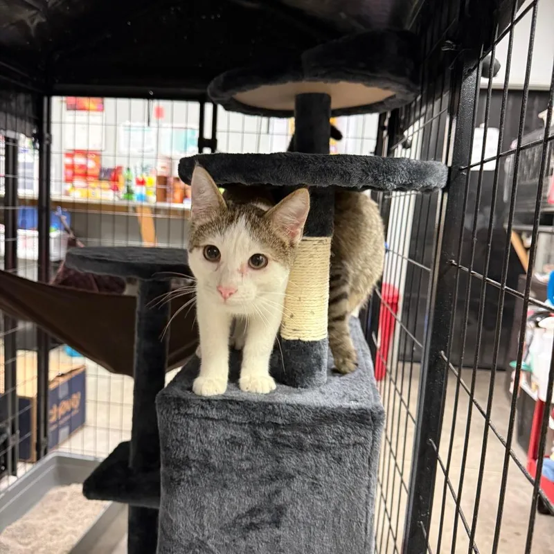 A young small-sized male Torbie Domestic Short Hair cat named Meowth for adoption in Richmond, IN