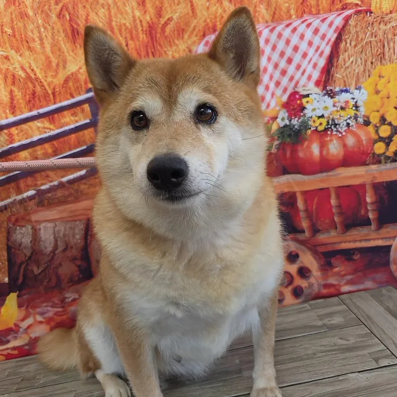Soka