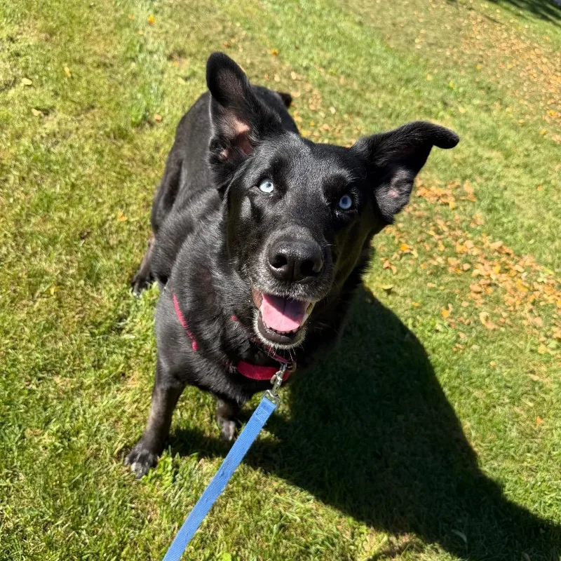 An adult large-sized female Black Mixed Breed dog named Nymeria for adoption in Oshkosh, WI