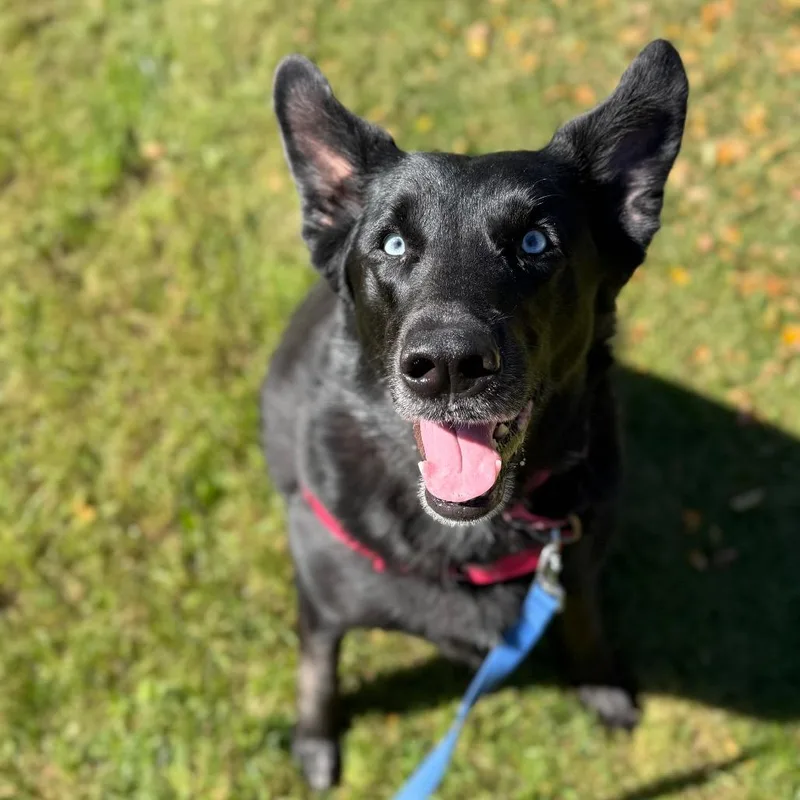 Nymeria thumbnail 3